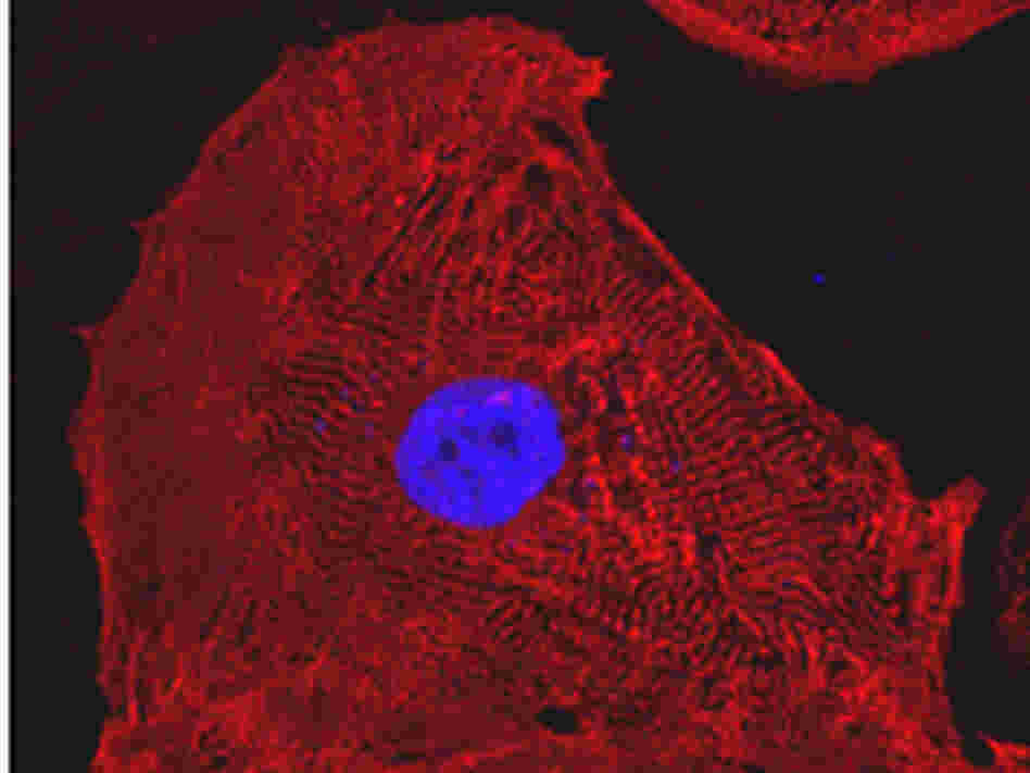A heart cell derived from human-induced pluripotent stem  cells.