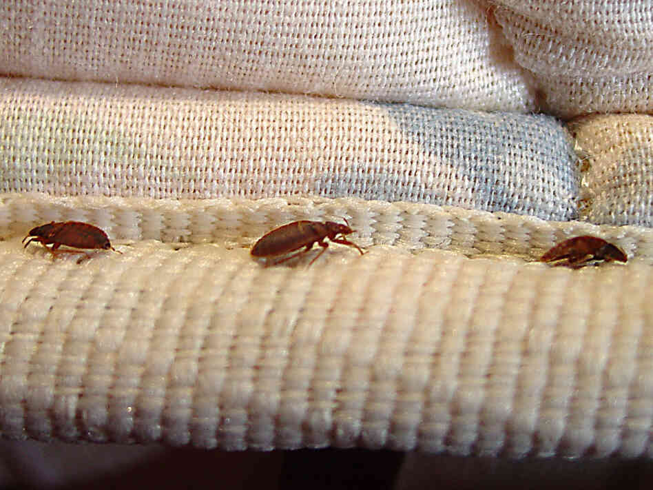 Modern bedbugs are increasingly resistant to pesticides. Some populations, in fact, can survive 1,000 times the amount of pesticide that would be needed to kill a non-pesticide-resistant population.