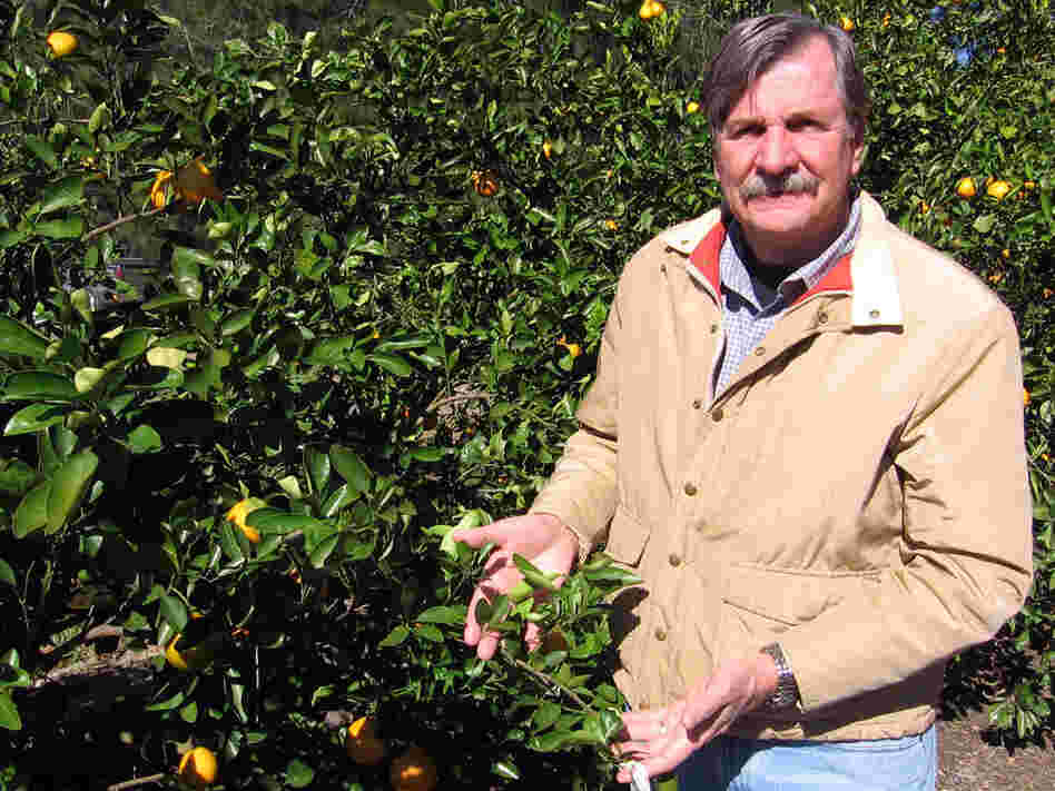 Bob Adair, director of the Florida Research Center for Agricultural Sustainability, in his grove in Vero Beach, Fla. Bob Adair, director of the Florida Research Center for Agricultural Sustainability, in his grove in Vero Beach, Fla.