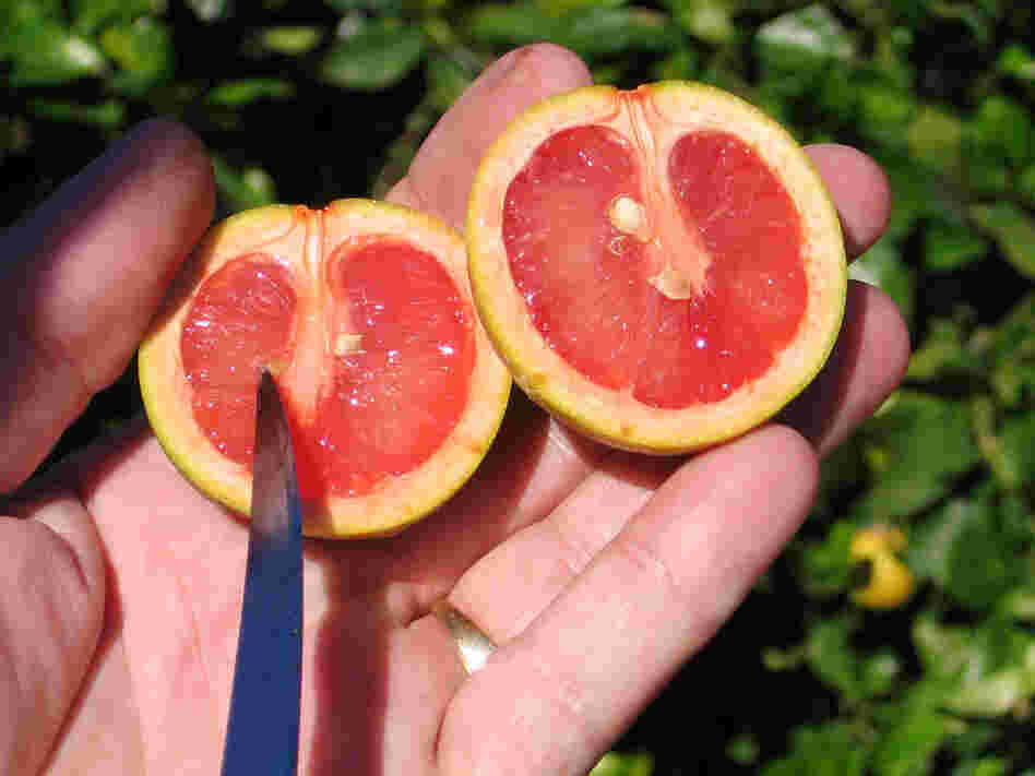 A Red Flame grapefruit affected by the disease known as citrus greening, which leaves fruit sour, malformed and unusable -- and eventually kills the tree. A Red Flame grapefruit affected by the disease known as citrus greening, which leaves fruit sour, malformed and unusable -- and eventually kills the tree.