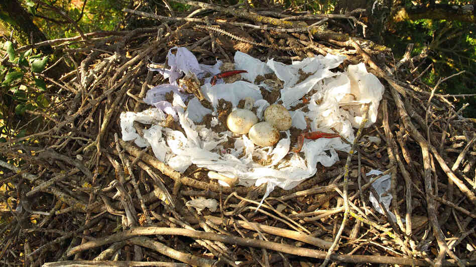 The decorated nest of an 11-year-old black kite. At this age, kites typically decorate their nest exuberantly. The decorated nest of an 11-year-old black kite. At this age, kites typically decorate their nest exuberantly.