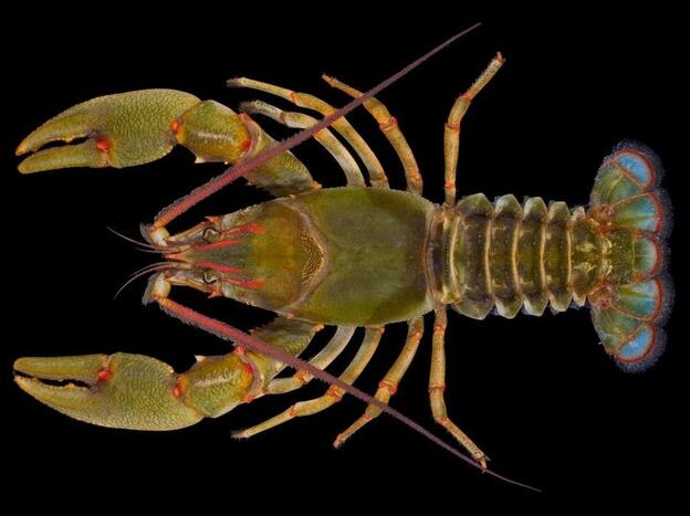 Barbicambarus simmonsi. The newly discovered, quite large, crayfish.