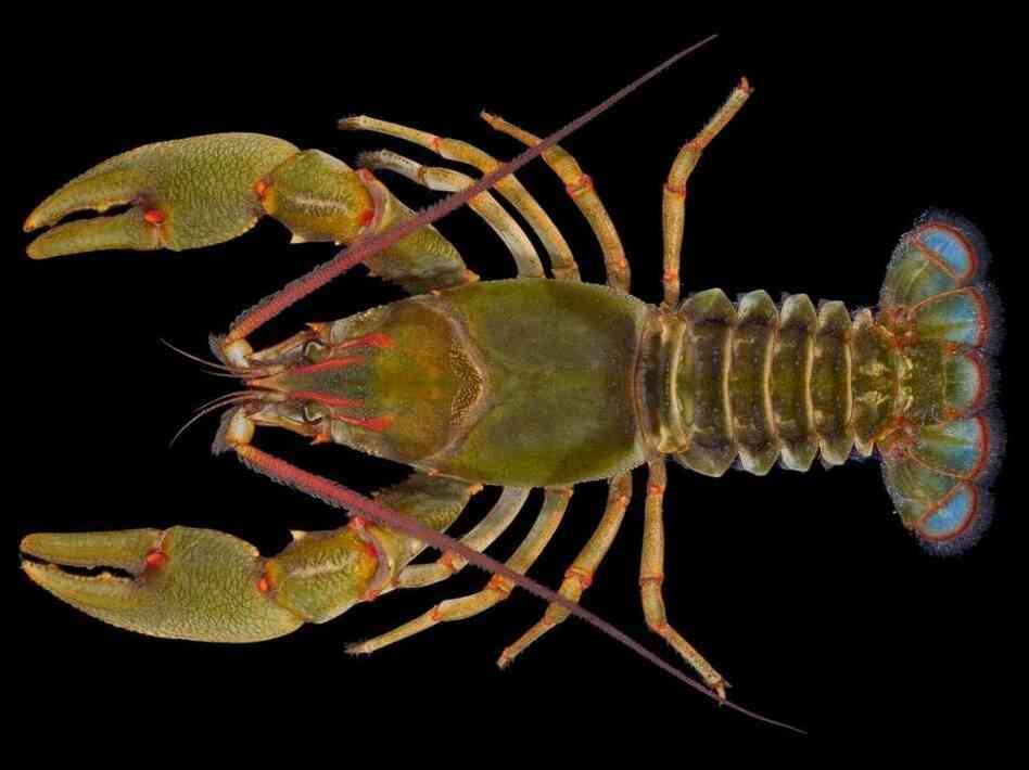 Barbicambarus simmonsi. The newly discovered, quite large, crayfish.