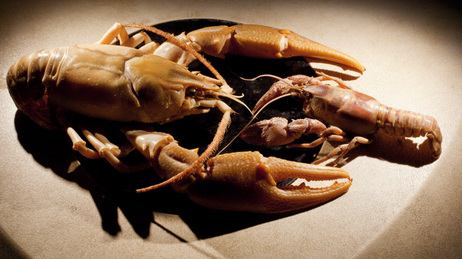 The new species, Barbicambarus simmonsi (left) is more than twice the size of typical crayfish found in the same creek. The new species, Barbicambarus simmonsi (left) is more than twice the size of typical crayfish found in the same creek.