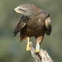 An eight-year-old black kite watches an intruding individual from its perch. Since the 1980s, researchers have been tagging birds in a population to track them through their life spans. An eight-year-old black kite watches an intruding individual from its perch. Since the 1980s, researchers have been tagging birds in a population to track them through their life spans.
