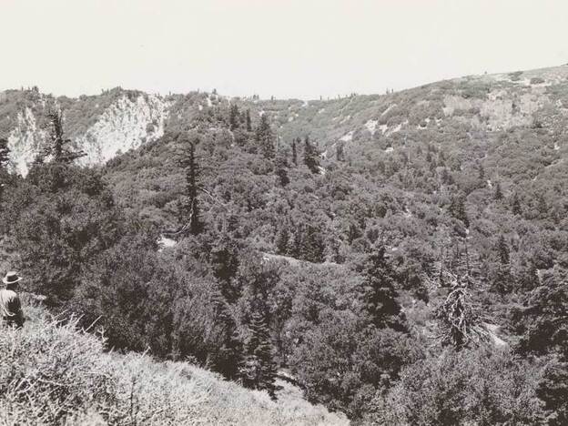 The United States Forest service set out to document the flora in California in the 1920s and 1930s. Photos like this one, showing vegetation, were used in a new study to measure how plant species have responded to a changing climate.
