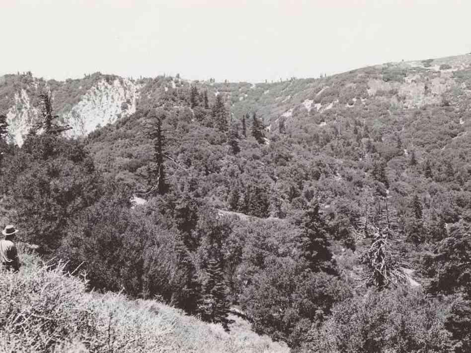 The United States Forest service set out to document the flora in California in the 1920s and 1930s. Photos like this one, showing vegetation, were used in a new study to measure how plant species have responded to a changing climate.