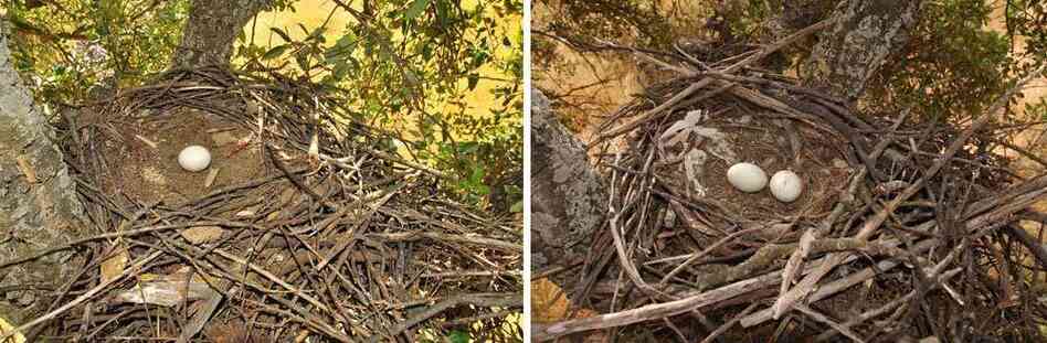 The nest of a young, three-year-old black kite (left) shows no decorations. Most breeding kites at this age don't decorate and exhibit poor reproductive performance. During the last years of life, nest decorations lower, as is the case with the nest of a 22-year-old black kite (right). The nest of a young, three-year-old black kite (left) shows no decorations. Most breeding kites at this age don't decorate and exhibit poor reproductive performance. During the last years of life, nest decorations lower, as is the case with the nest of a 22-year-old black kite (right).