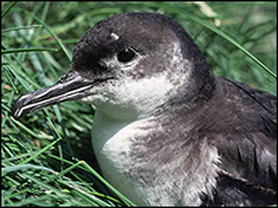 A Manx shearwater rests on the ground. A Manx shearwater rests on the ground.