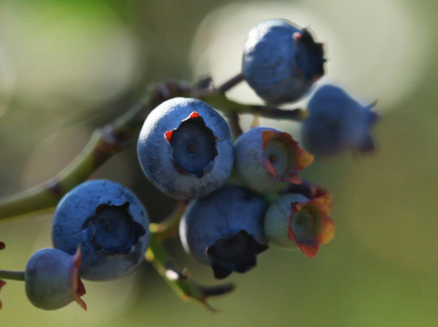 Just because this fruit's on the front of your food package doesn't mean it's really inside.