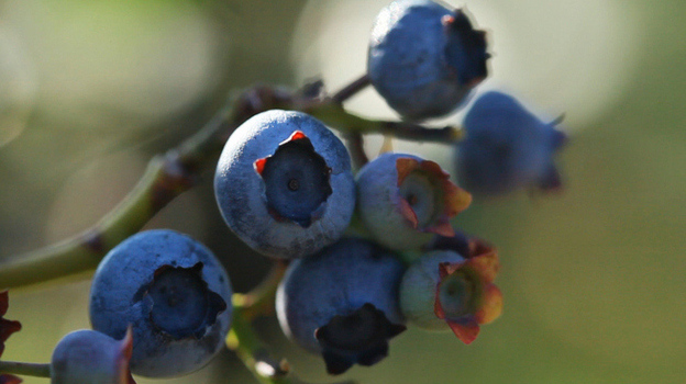 Just because this fruit's on the front of your food package doesn't mean it's really inside. (NPR)