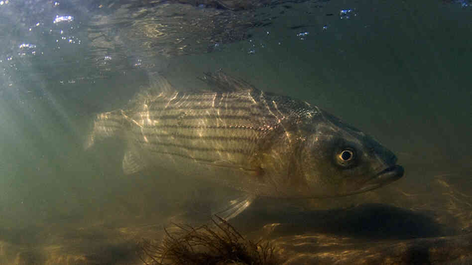 During the 1980s, wildlife managers said striped bass like this one were overfished. Now, it appears that a weather pattern known as the Atlantic Multidecadal Oscillation may have been a contributing factor to the declines. During the 1980s, wildlife managers said striped bass like this one were overfished. Now, it appears that a weather pattern known as the Atlantic Multidecadal Oscillation may have been a contributing factor to the declines.