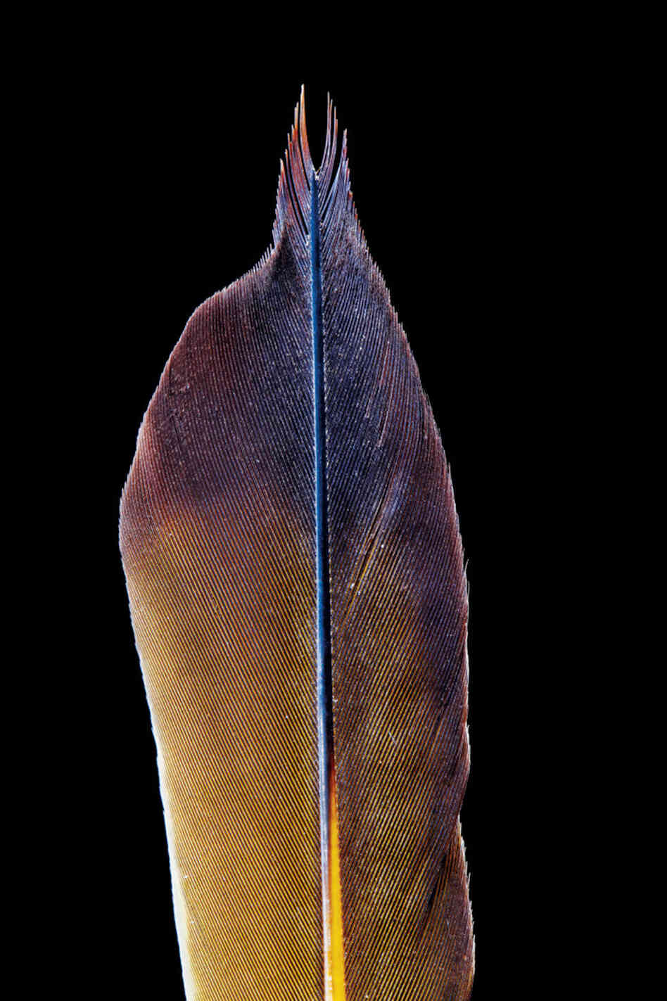 The Northern Flicker is a type of woodpecker; its tail feathers assist in climbing. The Northern Flicker is a type of woodpecker; its tail feathers assist in climbing.