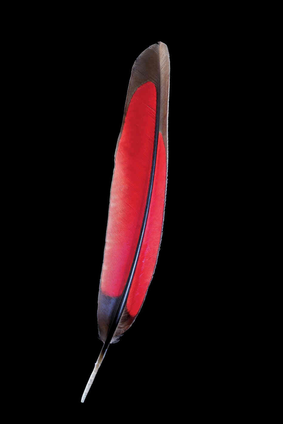 Not only does the Red-crested Turaco sport a pretty rad faux-hawk, but it also has beautiful, bright red feathers. Not only does the Red-crested Turaco sport a pretty rad faux-hawk, but it also has beautiful, bright red feathers.
