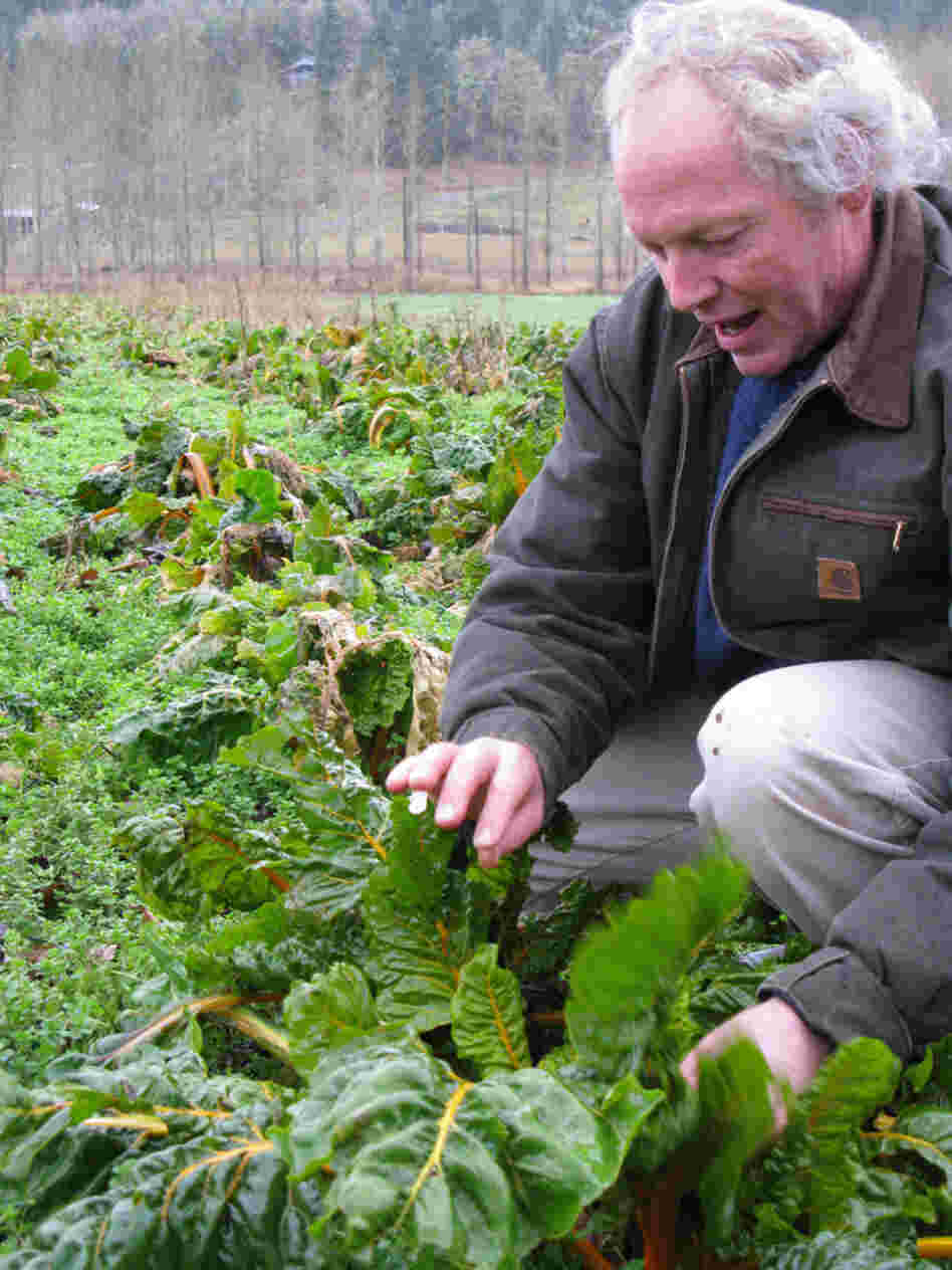 "This valley is not big enough to have genetically engineered crops and normal crops growing together without cross contamination happening," says Frank Morton, an organic farmer who grows Swiss chard for seed.