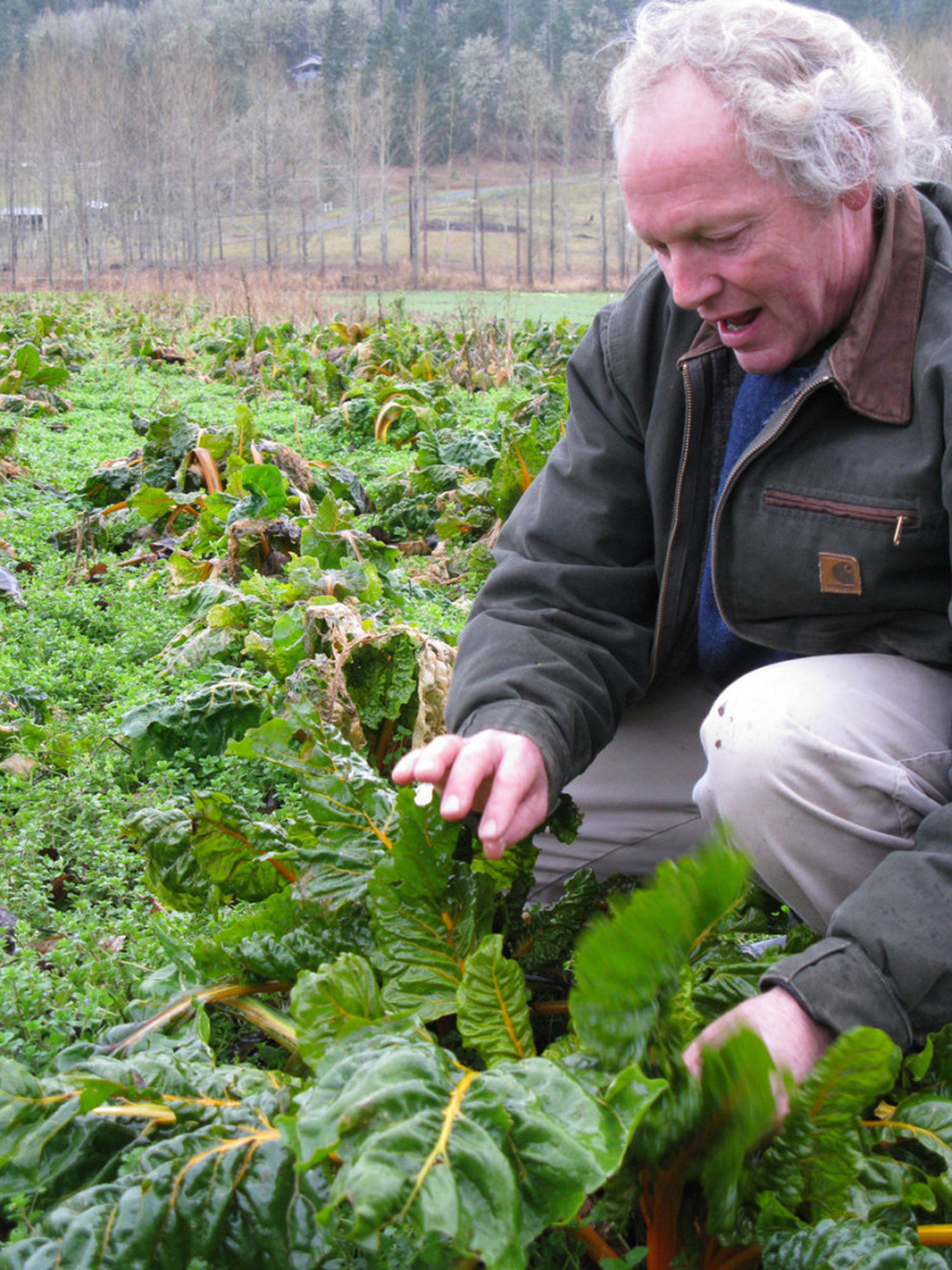 "This valley is not big enough to have genetically engineered crops and normal crops growing together without cross contamination happening," says Frank Morton, an organic farmer who grows Swiss chard for seed.