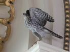 When not swooping around the Main Reading Room, the hawk finds a ledge to perch upon. When not swooping around the Main Reading Room, the hawk finds a ledge to perch upon.
