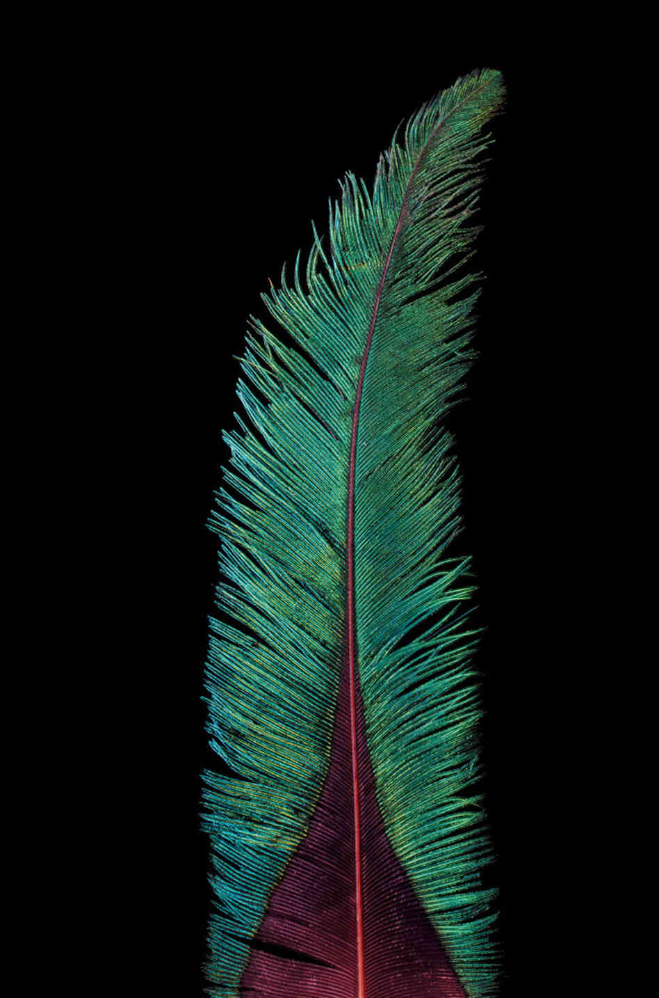 The Golden-headed quetzal of South America is brightly colored, with iridescent feathers. The Golden-headed quetzal of South America is brightly colored, with iridescent feathers.