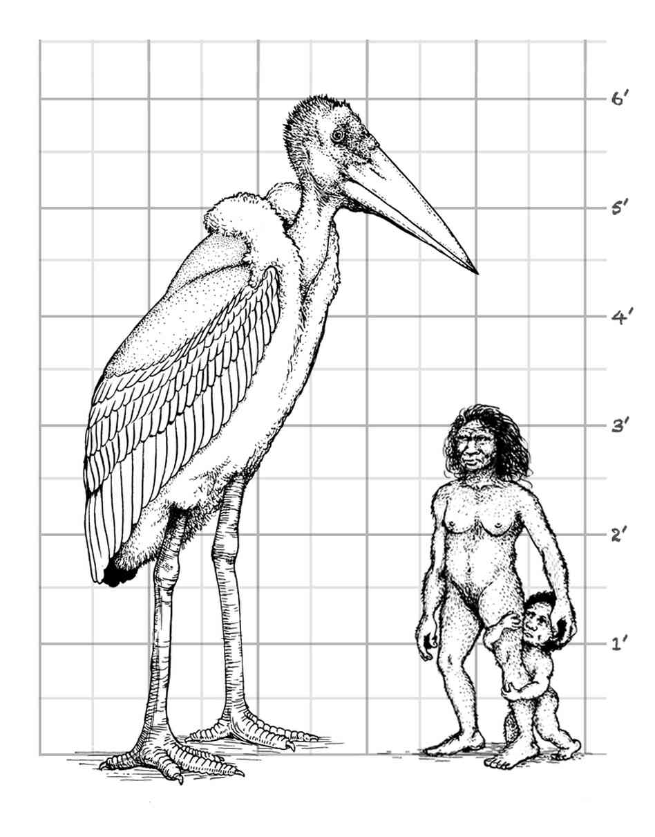 The 6-foot stork, Leptoptilos robustus, compared to the hobbits of Flores. The 6-foot stork, Leptoptilos robustus, compared to the hobbits of Flores.