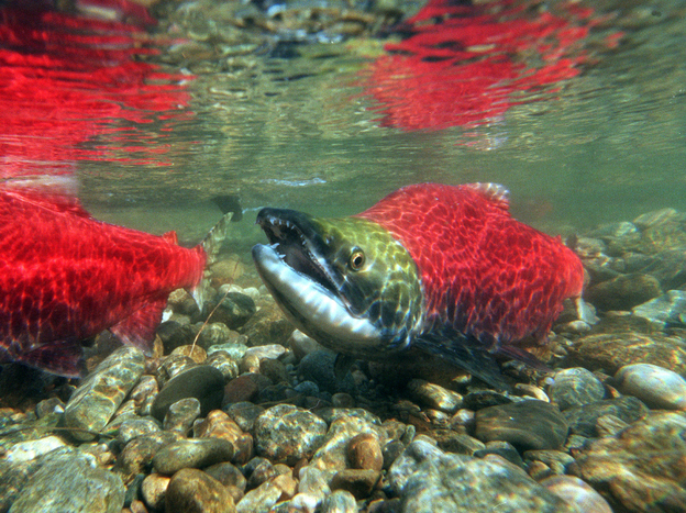 President Obama's joke notwithstanding, a Commerce Department agency has the prime responsibility to protect  salmon when they're in the ocean and when they swim upriver to spawn.