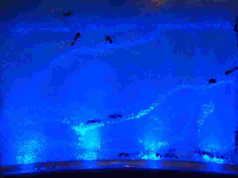 The ants build tunnels through their space-age habitat.
