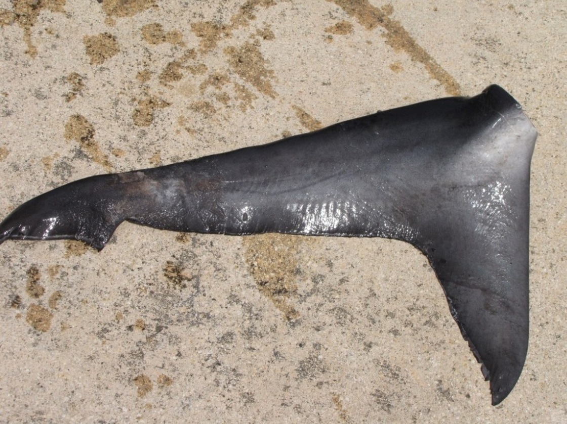This undated photo provided by the Micronesian Shark Foundation shows a shark tail from an allegedly illegal Taiwanese fishing vessel busted in Palau on Aug. 5, 2009. The tiny Pacific nation of Palau is creating the world's first shark sanctuary.