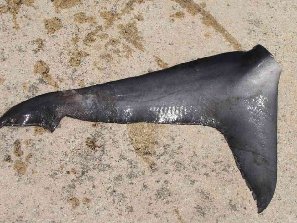 This undated photo provided by the Micronesian Shark Foundation shows a shark tail from an allegedly illegal Taiwanese fishing vessel busted in Palau on Aug. 5, 2009. The tiny Pacific nation of Palau is creating the world's first shark sanctuary.