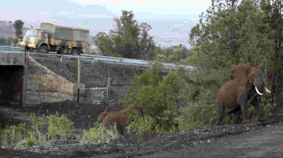 Africa's first dedicated elephant underpass, in use near the slopes of Mt. Kenya.