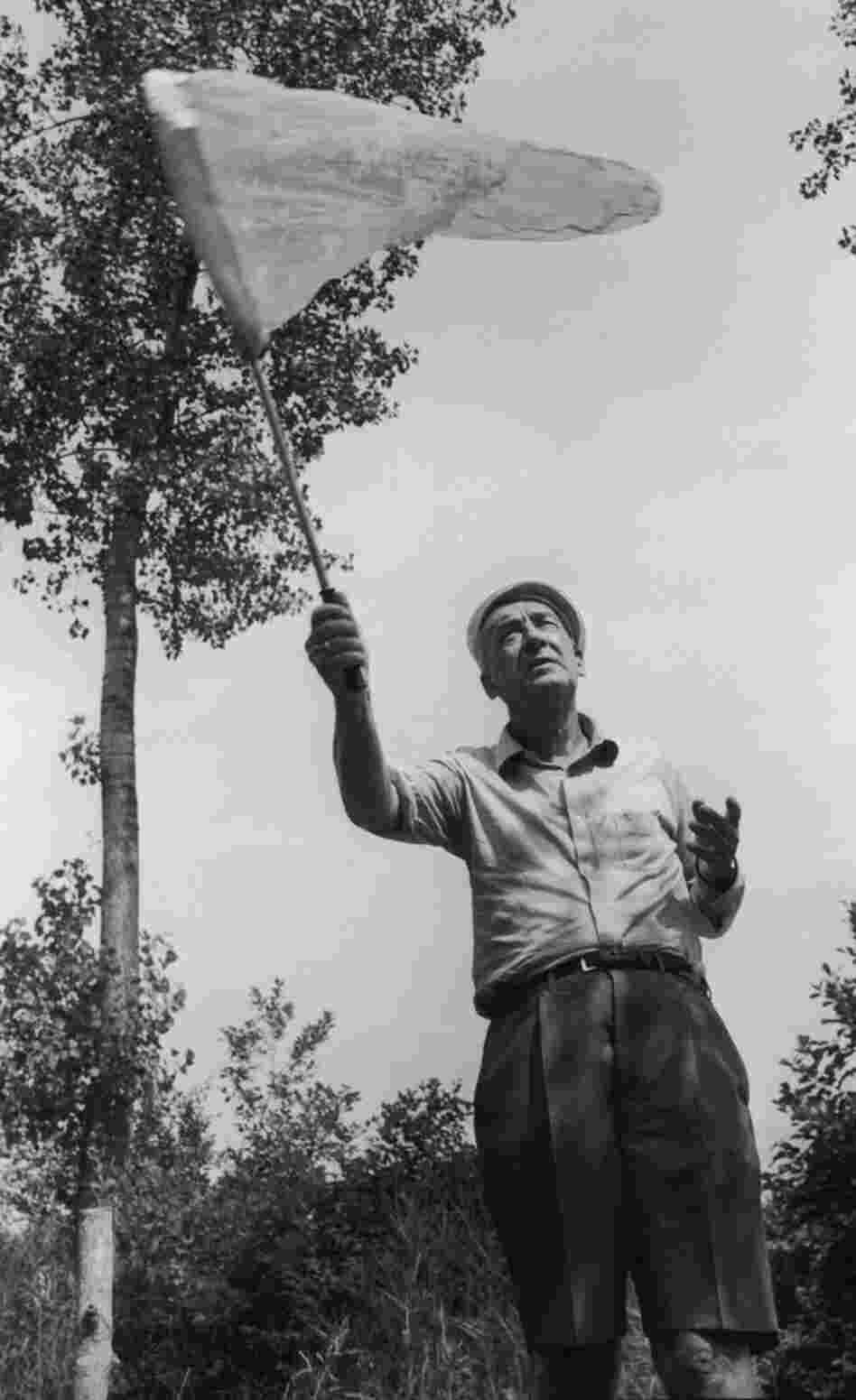 Writer Vladimir Nabokov said that, were it not for the Russian Revolution in 1917, he would have pursued butterflies as a career. (Photo by Horst Tappe/Hulton Archive/Getty Images) Writer Vladimir Nabokov said that, were it not for the Russian Revolution in 1917, he would have pursued butterflies as a career. (Photo by Horst Tappe/Hulton Archive/Getty Images)