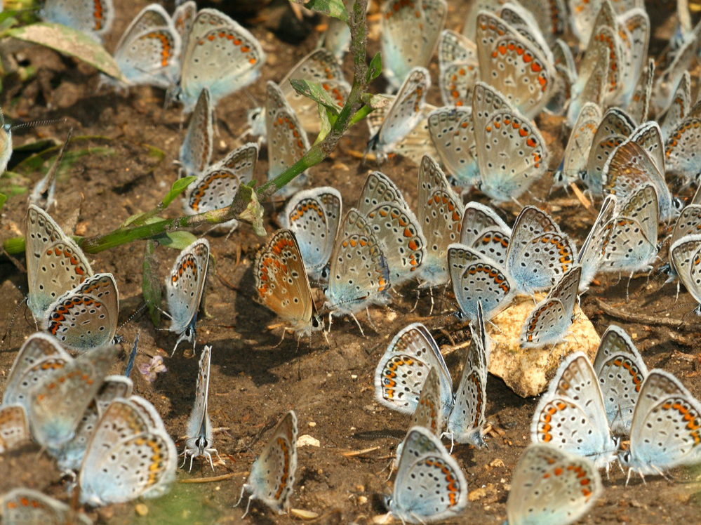 A group of Polyommatus blue butterflies gathering on humid soil.  Prof. Pierce and her colleagues used modern DNA testing to confirm Nabokov's theories about how these butterflies got to South America.