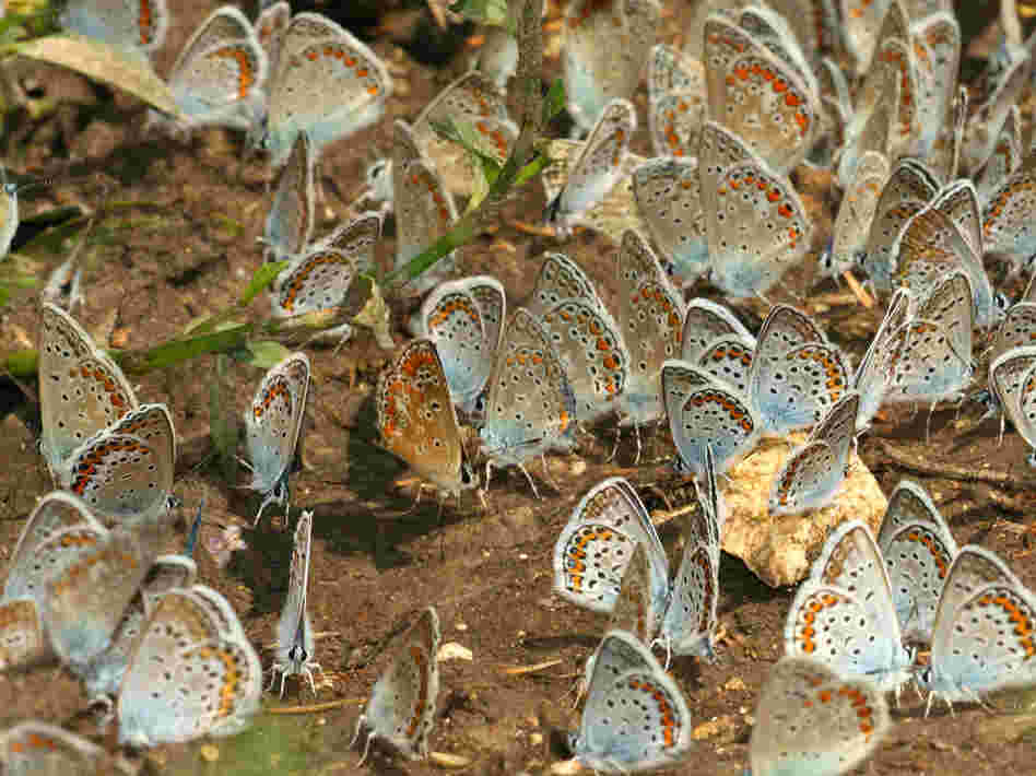 A group of Polyommatus blue butterflies gathering on humid soil.  Prof. Pierce and her colleagues used modern DNA testing to confirm Nabokov's theories about how these butterflies got to South America.