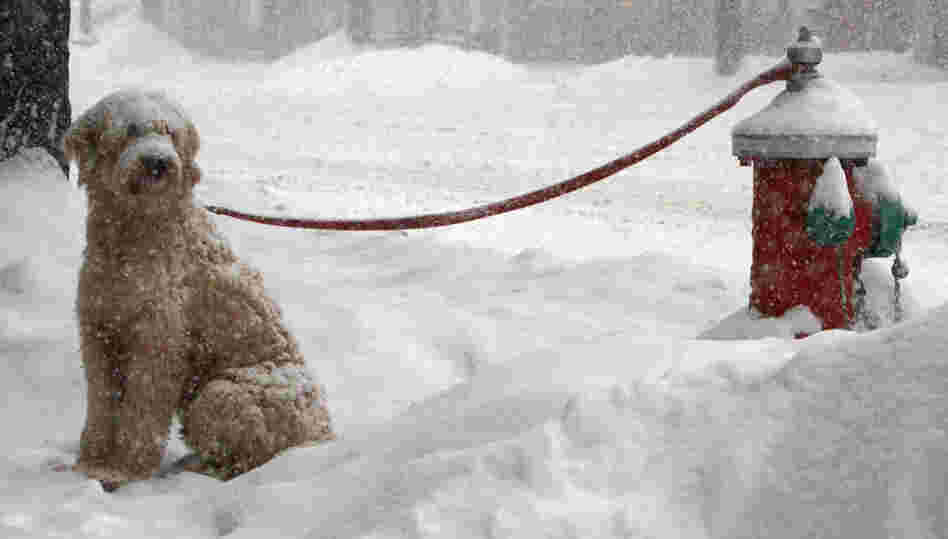 A dog named Muldoon waits in the snow for its owner in Barre, Vt. A huge storm brought freezing rain and blizzard conditions to more than 30 states. 