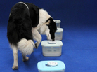 Panda, a Border Collie sniffer dog, checks out samples at the Dogs Against Cancer and For Life Foundation in Hungary. Panda, a Border Collie sniffer dog, checks out samples at the Dogs Against Cancer and For Life Foundation in Hungary.