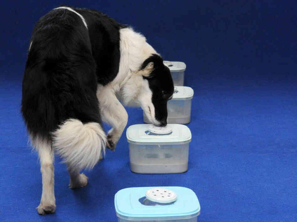 Panda, a Border Collie sniffer dog, checks out samples at the Dogs Against Cancer and For Life Foundation in Hungary.