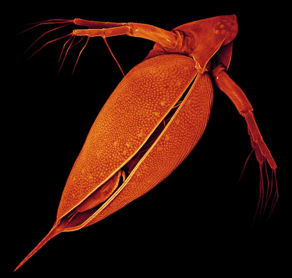 Researchers have sequenced the genome of the common water flea, Daphnia, shown in this false-color micrograph. About 35 percent of the genes are brand new to science. Researchers have sequenced the genome of the common water flea, Daphnia, shown in this false-color micrograph. About 35 percent of the genes are brand new to science.