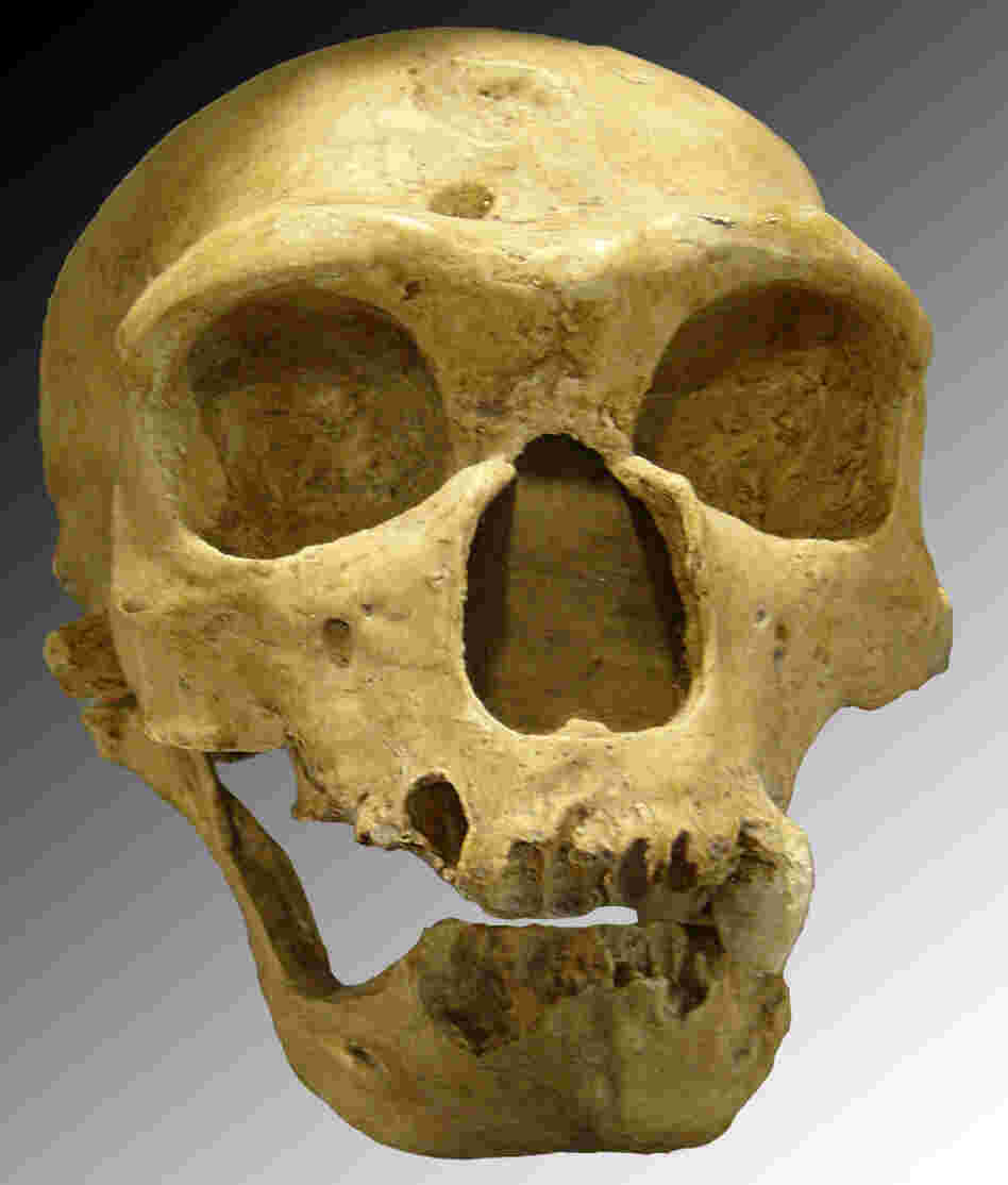 A Neanderthal skull discovered in 1908 at La Chapelle-aux-Saints, France.