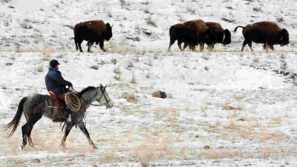 Animals that test positive for exposure to the disease Brucellosis were to be  sent to slaughter in coming days.