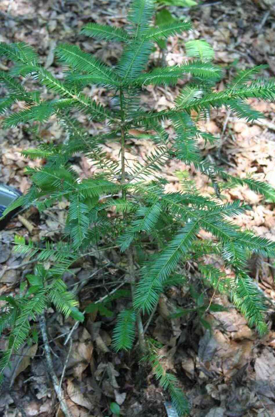 The Torreya taxifolia, also known as the stinking cedar, native to Florida and Georgia, is rare and endangered. But some activists are planting the trees on private land, outside of its native range.