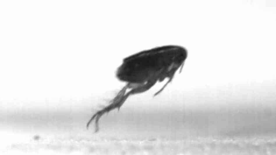 Fleas push off the ground from the ends of their legs, not from the part of the leg that resembles a knee. Fleas push off the ground from the ends of their legs, not from the part of the leg that resembles a knee.