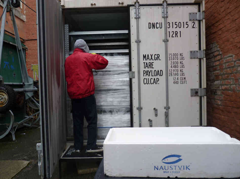 They are transported in refrigerated containers to the intervention sites. 