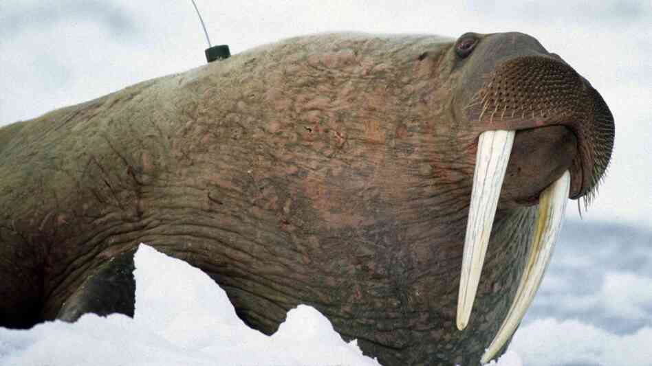 The Pacific walrus has to wait to be placed on the endangered species list.