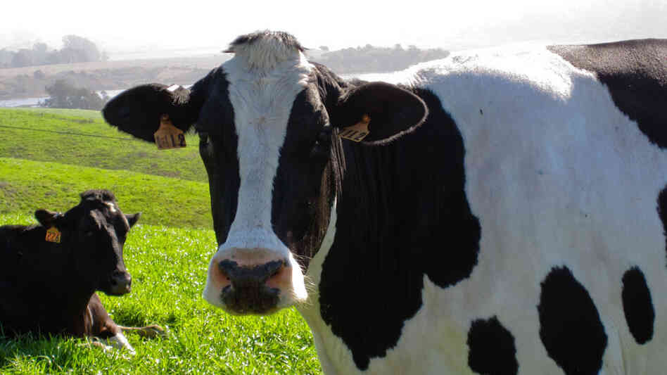 About 200 cows graze on the Point Reyes Farmstead Cheese Company's 700-acre farm in northern California. About 200 cows graze on the Point Reyes Farmstead Cheese Company's 700-acre farm in northern California.