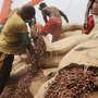 Ivorian workers empty bags of cocoa beans into a container Jan. 18 at the Port of Abidjan, where 80 percent of Ivory Coast's exports transit. Ivorian workers empty bags of cocoa beans into a container Jan. 18 at the Port of Abidjan, where 80 percent of Ivory Coast's exports transit.