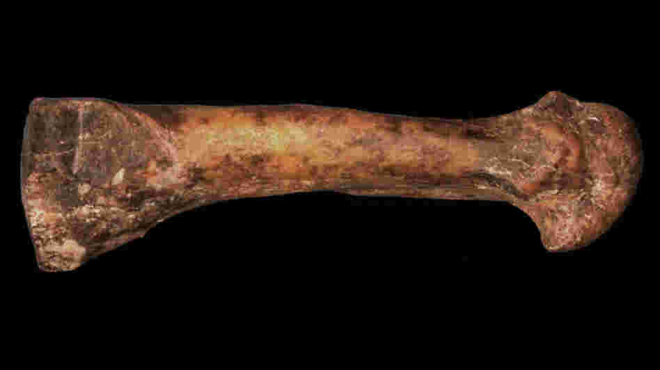 This foot bone, the fourth metatarsal, connects the heel to the fourth toe. The 3 million-year-old fossil suggests that Australopithecus — Lucy and her kind — could have been the first upright walkers. This foot bone, the fourth metatarsal, connects the heel to the fourth toe. The 3 million-year-old fossil suggests that Australopithecus — Lucy and her kind — could have been the first upright walkers.