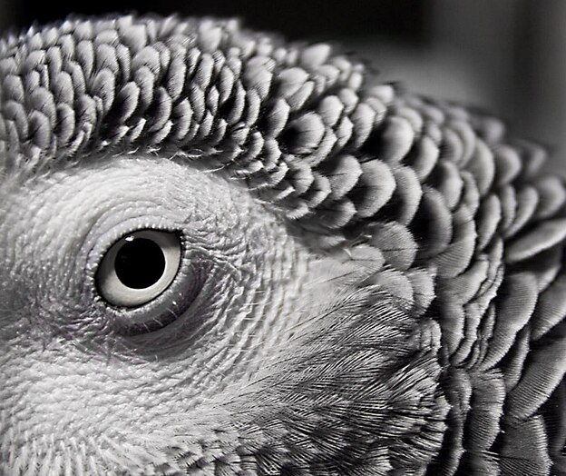 An African grey parrot