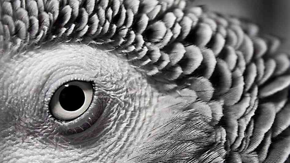 An African grey parrot