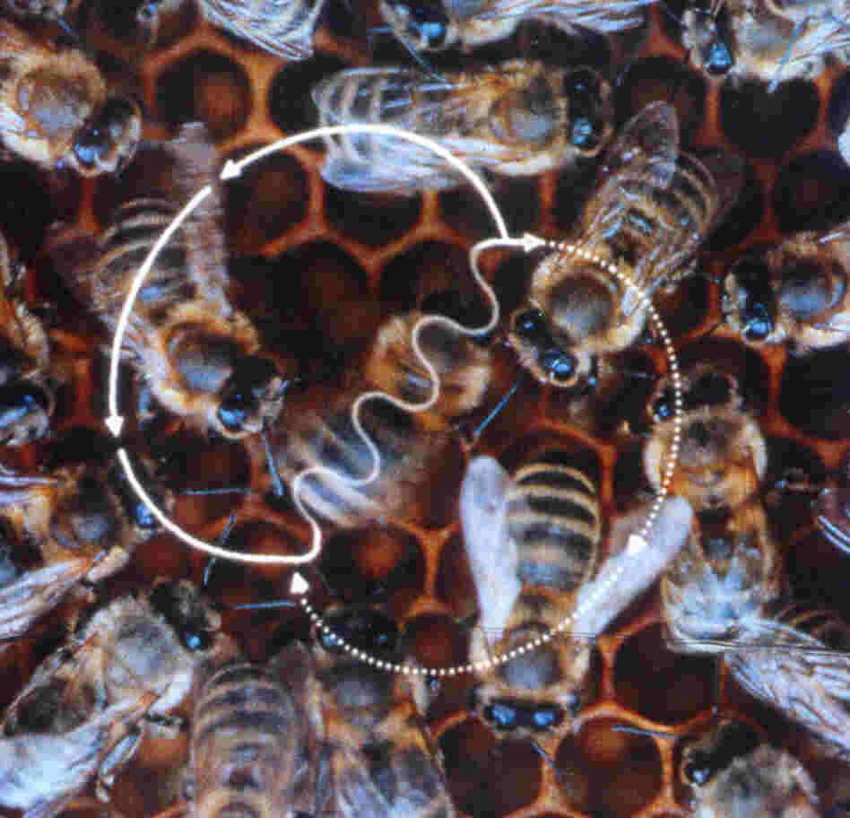 The waggle dance. The waggle dance.