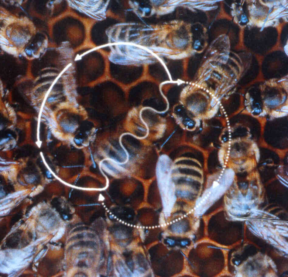 The waggle dance. The waggle dance.