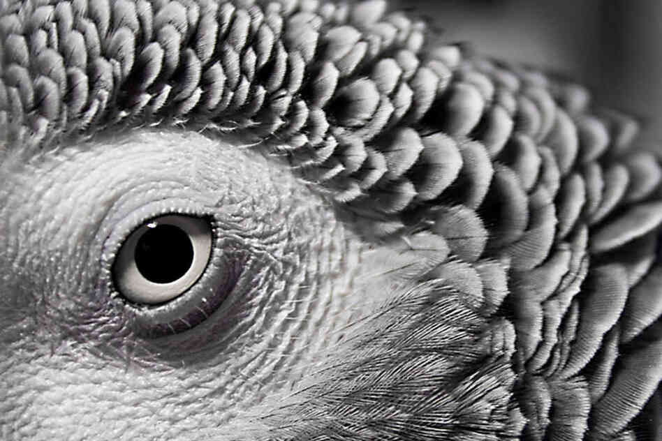 African grey parrot 