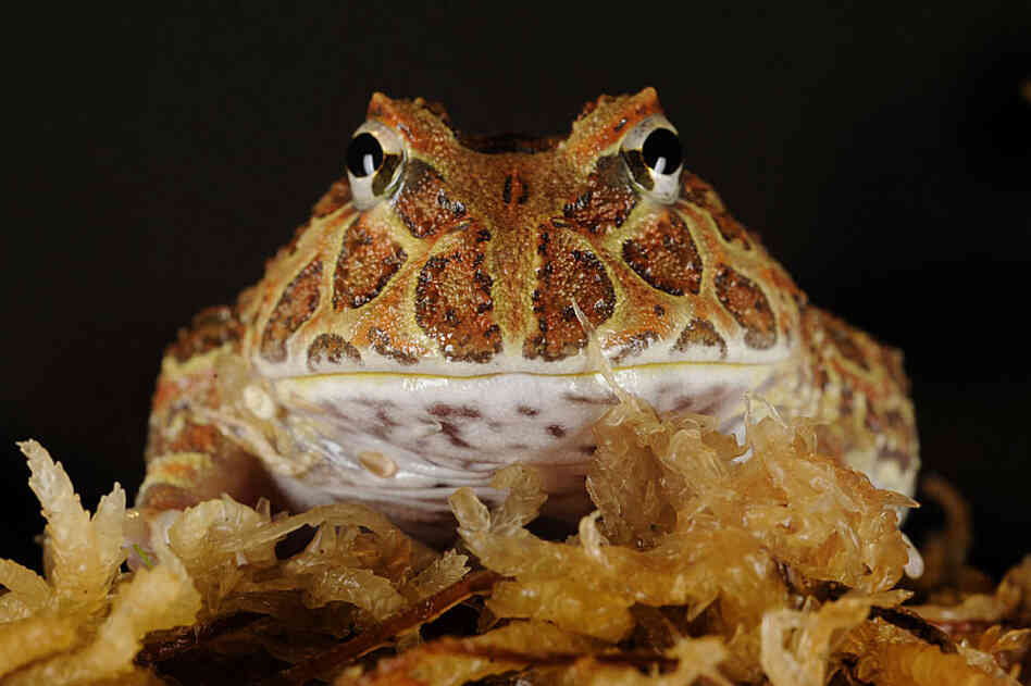 Argentine horned frog 